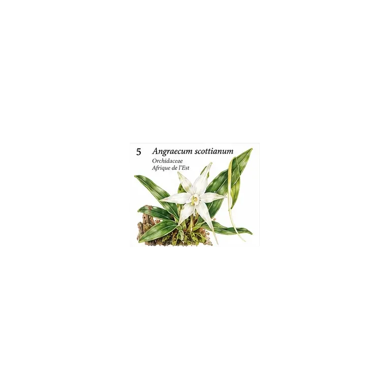 Angraecum scottianum – Orchidée botanique des Comores