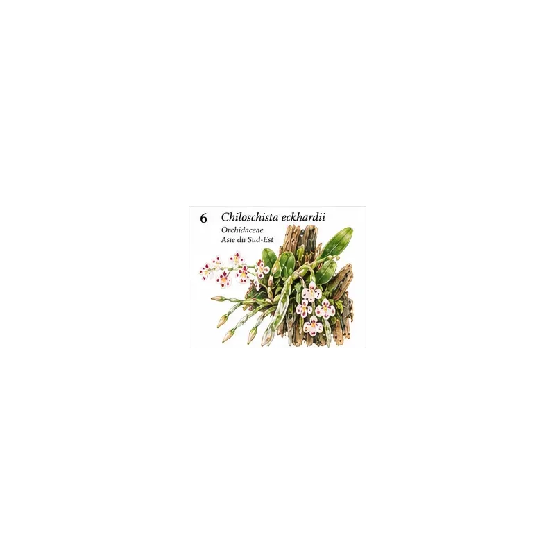 Chiloschista eckhardii – Orchidée miniature sans feuilles