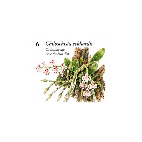 Chiloschista eckhardii – Orchidée miniature sans feuilles