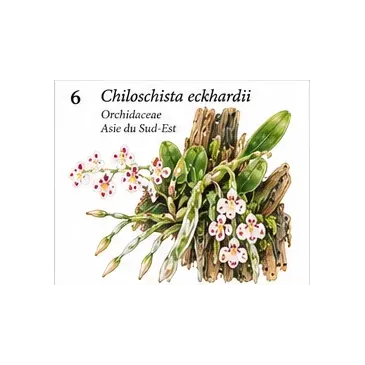 Chiloschista eckhardii – Orchidée miniature sans feuilles