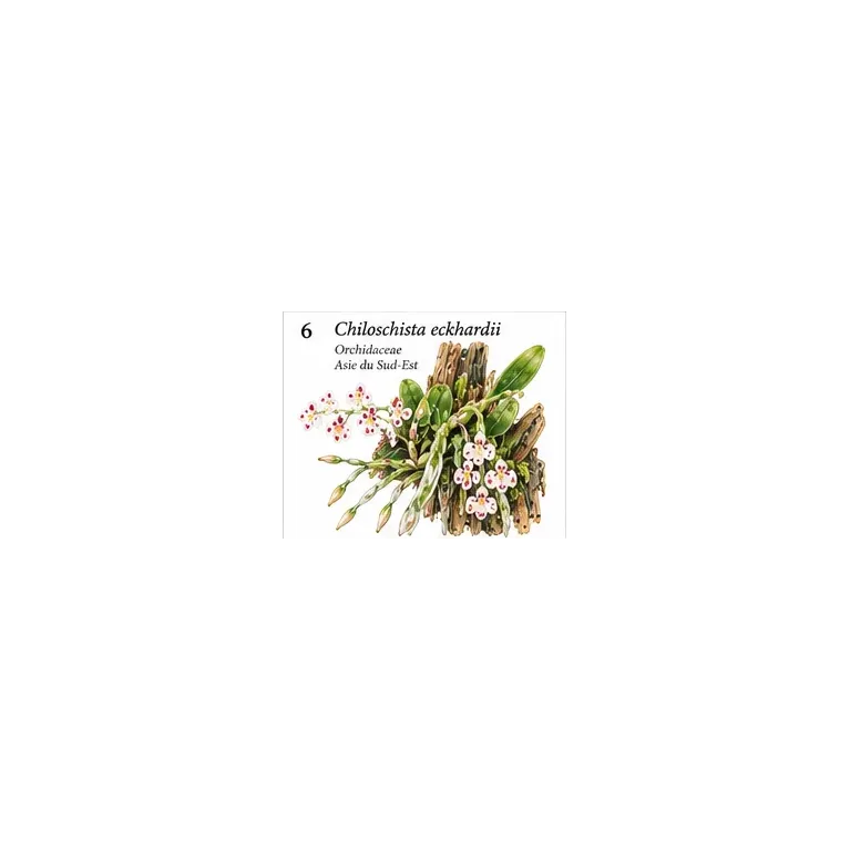 Chiloschista eckhardii – Orchidée miniature sans feuilles