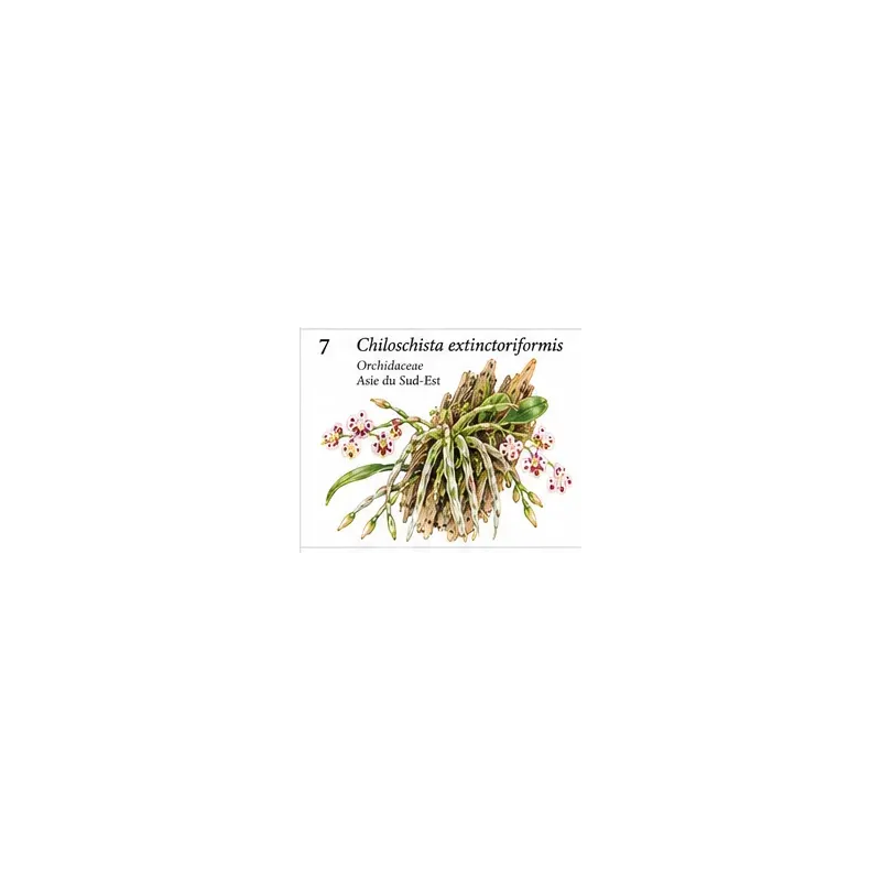 Chiloschista extinctoriformis – Orchidée sans feuilles