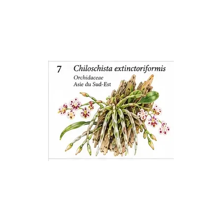 Chiloschista extinctoriformis – Orchidée sans feuilles