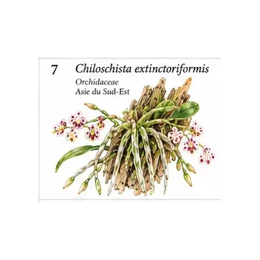 Chiloschista extinctoriformis – Orchidée sans feuilles
