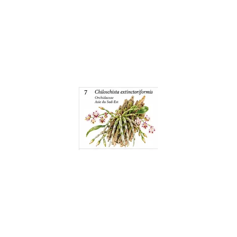 Chiloschista extinctoriformis – Orchidée sans feuilles