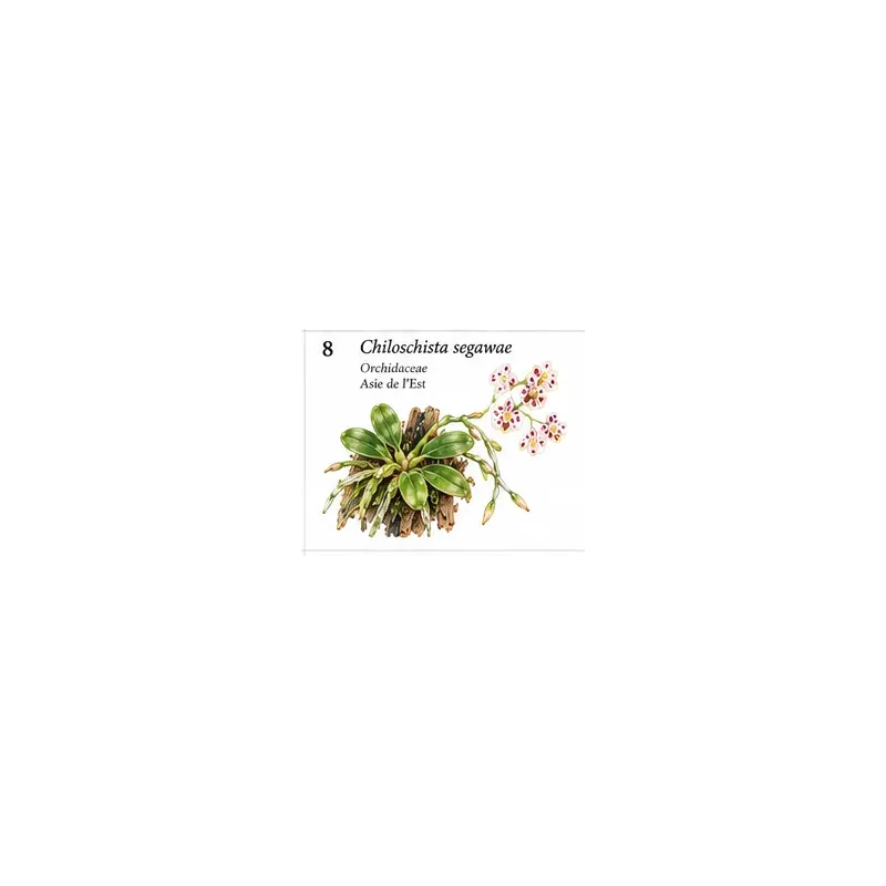 Chiloschista segawae – Orchidée miniature épiphyte