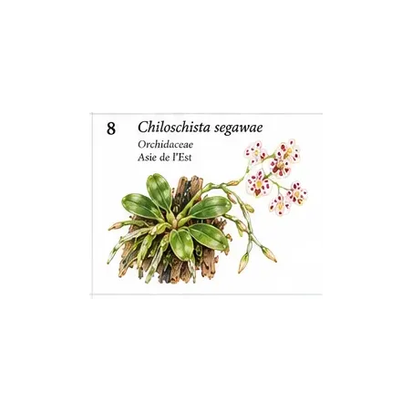 Chiloschista segawae – Orchidée miniature épiphyte