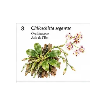 Chiloschista segawae – Orchidée miniature épiphyte