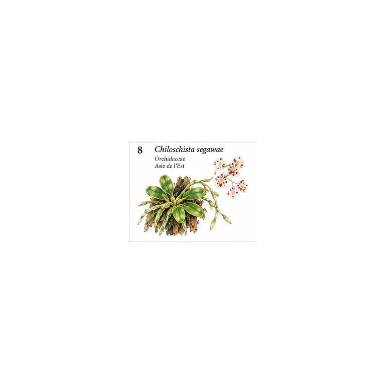 Chiloschista segawae – Orchidée miniature épiphyte