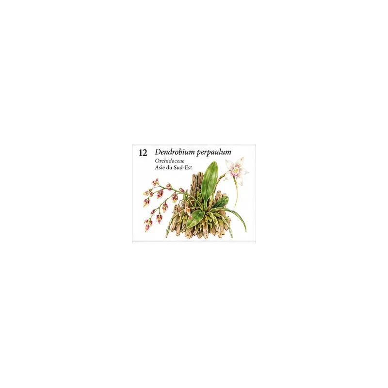Dendrobium perpaulum – Micro-orchidée botanique