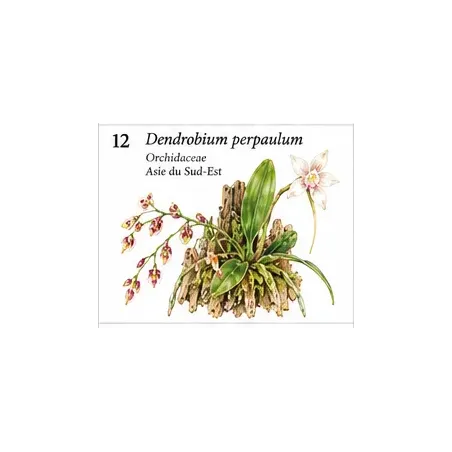 Dendrobium perpaulum – Micro-orchidée botanique