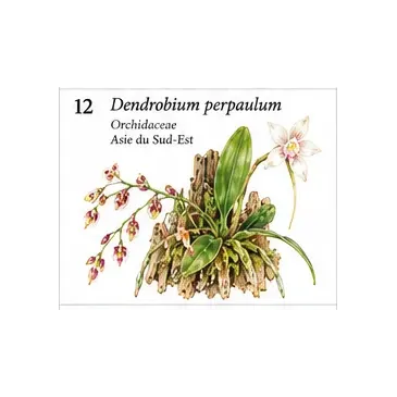 Dendrobium perpaulum – Micro-orchidée botanique