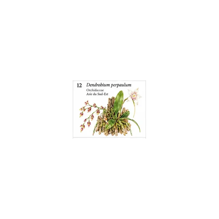 Dendrobium perpaulum – Micro-orchidée botanique