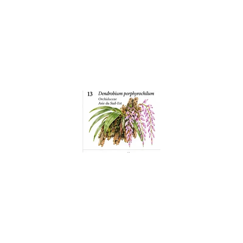 Dendrobium porphyrochilum – Orchidée miniature pourpre