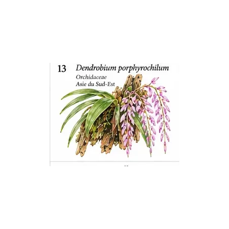 Dendrobium porphyrochilum – Orchidée miniature pourpre
