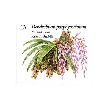 Dendrobium porphyrochilum – Orchidée miniature pourpre