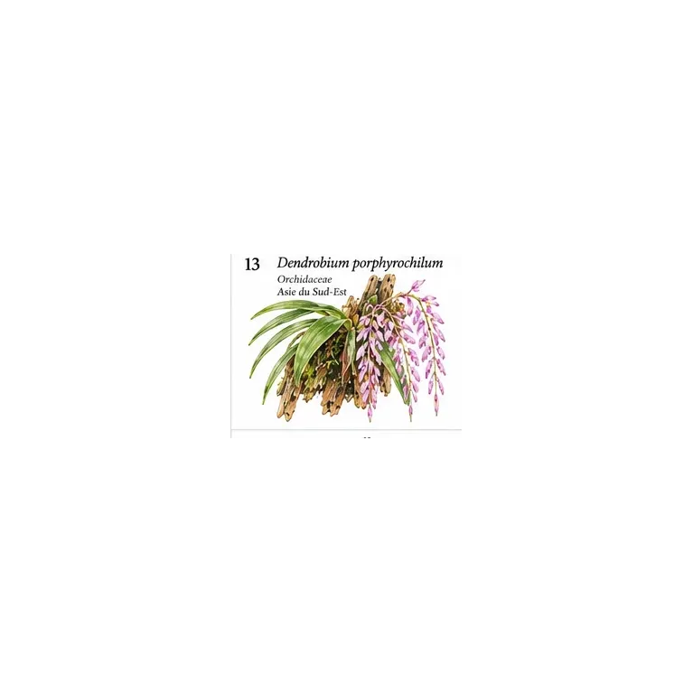 Dendrobium porphyrochilum – Orchidée miniature pourpre