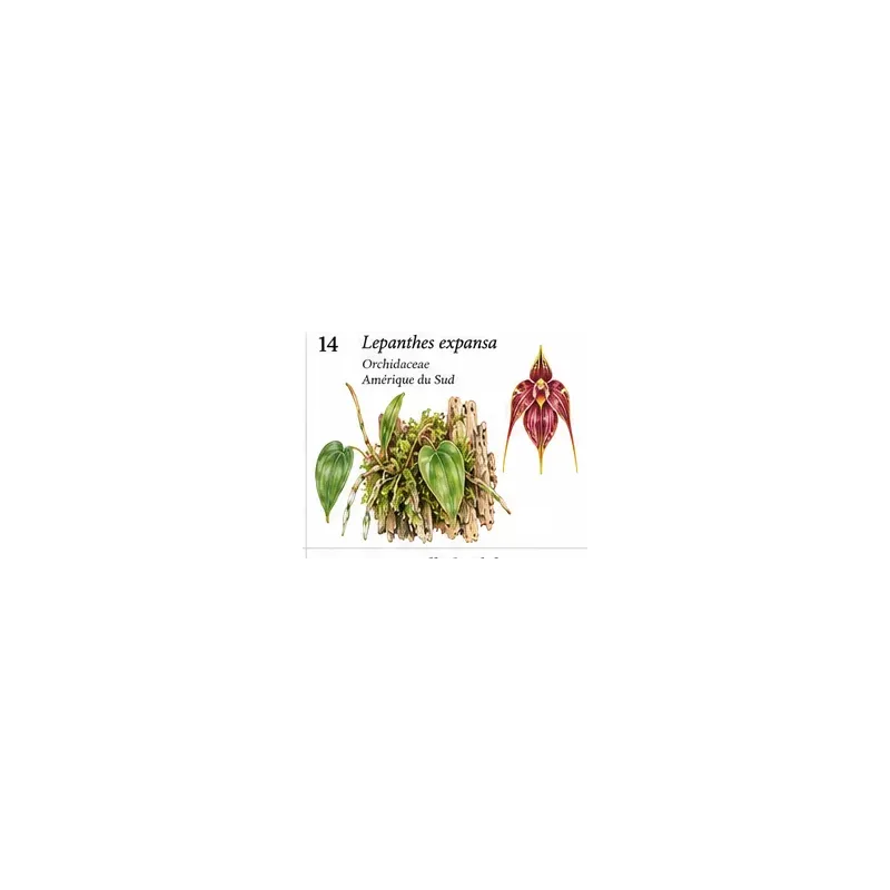 Lepanthes expansa – Micro-orchidée pour terrarium