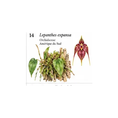 Lepanthes expansa – Micro-orchidée pour terrarium