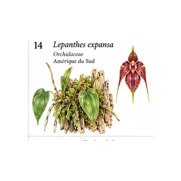 Lepanthes expansa – Micro-orchidée pour terrarium