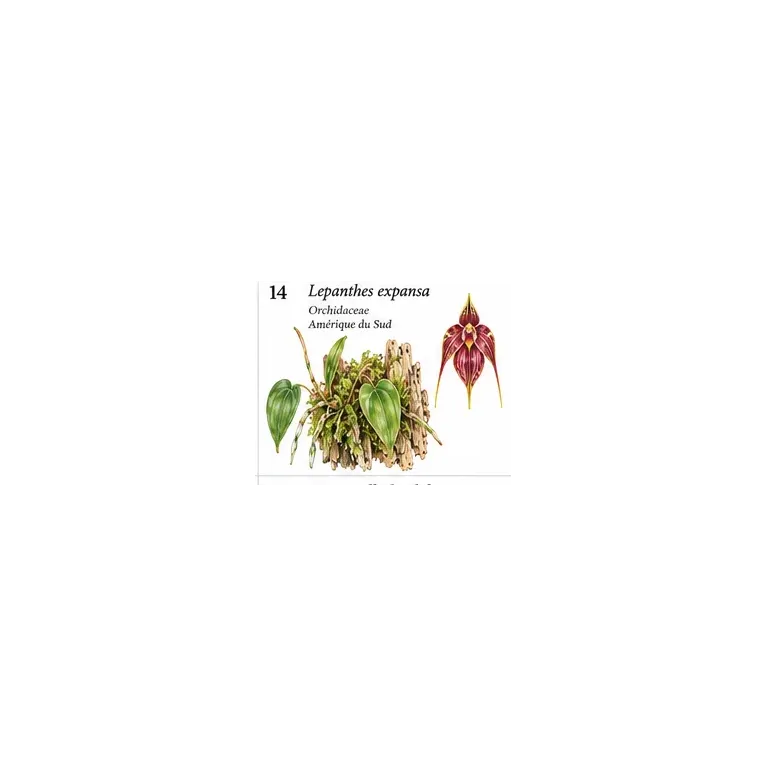 Lepanthes expansa – Micro-orchidée pour terrarium