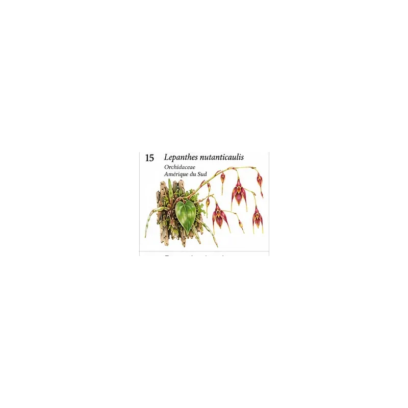 Lepanthes nutanticaulis – Orchidée miniature tropicale