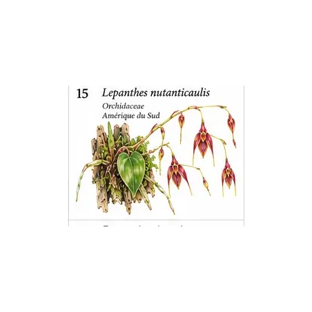 Lepanthes nutanticaulis – Orchidée miniature tropicale