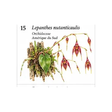 Lepanthes nutanticaulis – Orchidée miniature tropicale