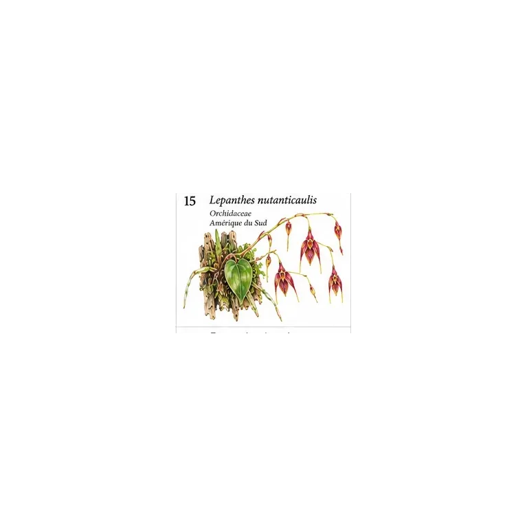 Lepanthes nutanticaulis – Orchidée miniature tropicale