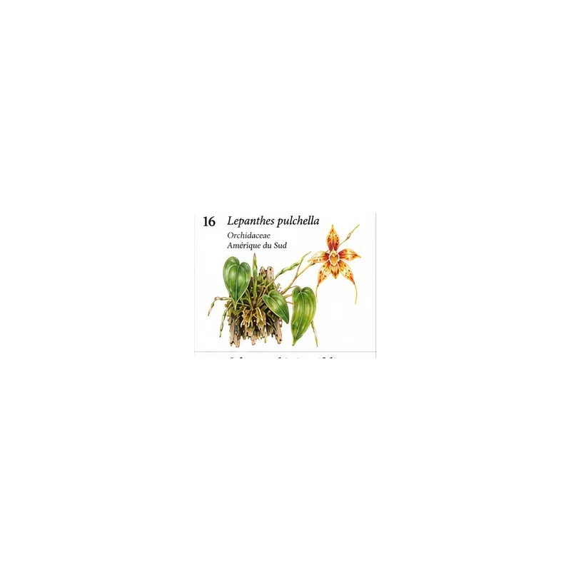 Lepanthes pulchella – Micro-orchidée pour terrarium