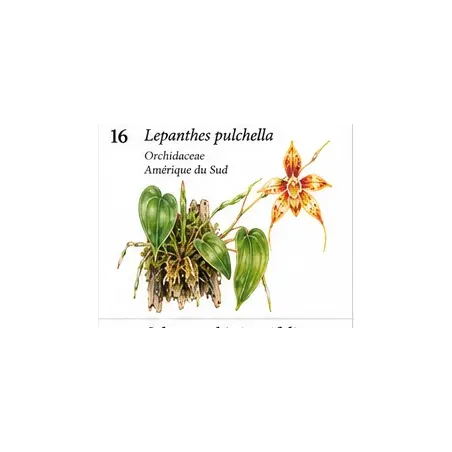 Lepanthes pulchella – Micro-orchidée pour terrarium
