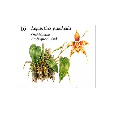 Lepanthes pulchella – Micro-orchidée pour terrarium