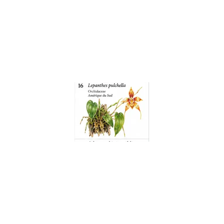 Lepanthes pulchella – Micro-orchidée pour terrarium