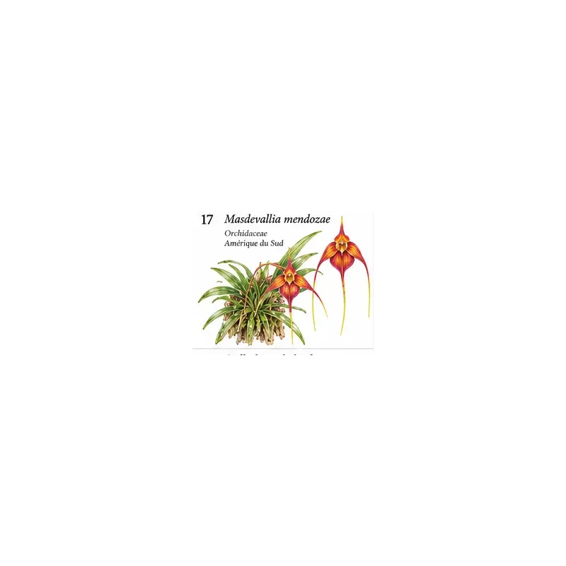 Masdevallia mendozae – Orchidée botanique miniature