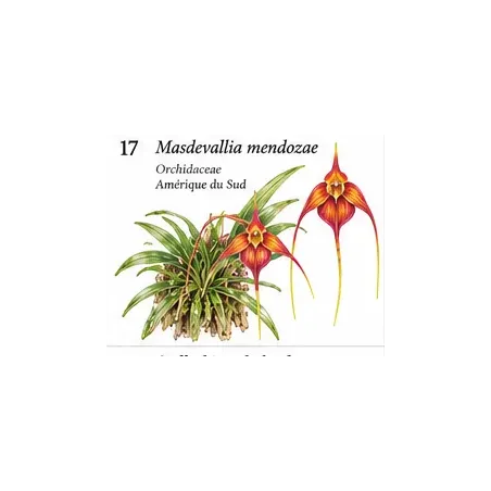 Masdevallia mendozae – Orchidée botanique miniature