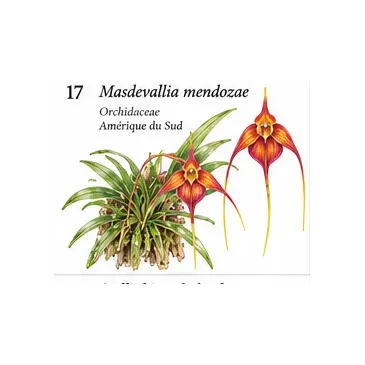 Masdevallia mendozae – Orchidée botanique miniature