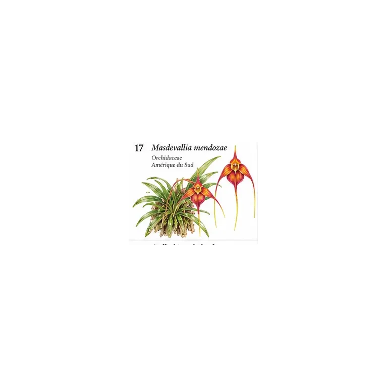 Masdevallia mendozae – Orchidée botanique miniature