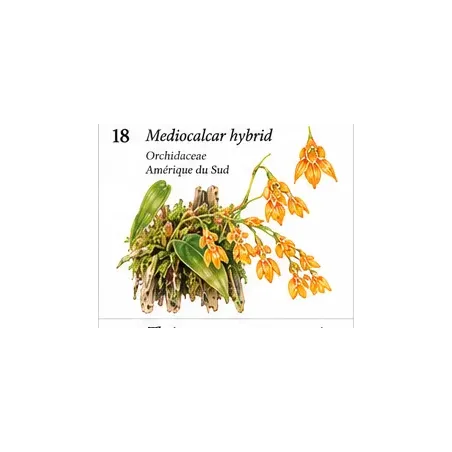 Mediocalcar Hybrid – Orchidée miniature pour terrarium