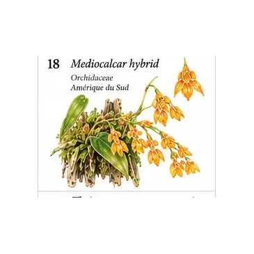Mediocalcar Hybrid – Orchidée miniature pour terrarium