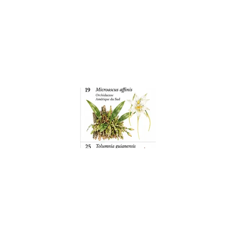 Microascus affinis – Orchidée botanique miniature