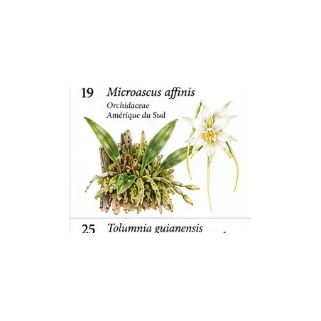 Microascus affinis – Orchidée botanique miniature