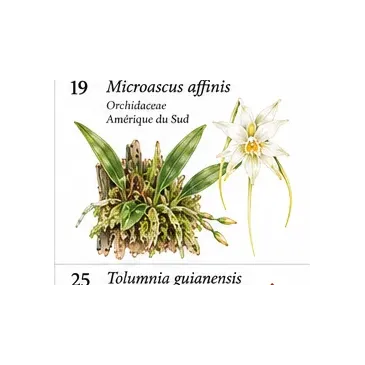Microascus affinis – Orchidée botanique miniature