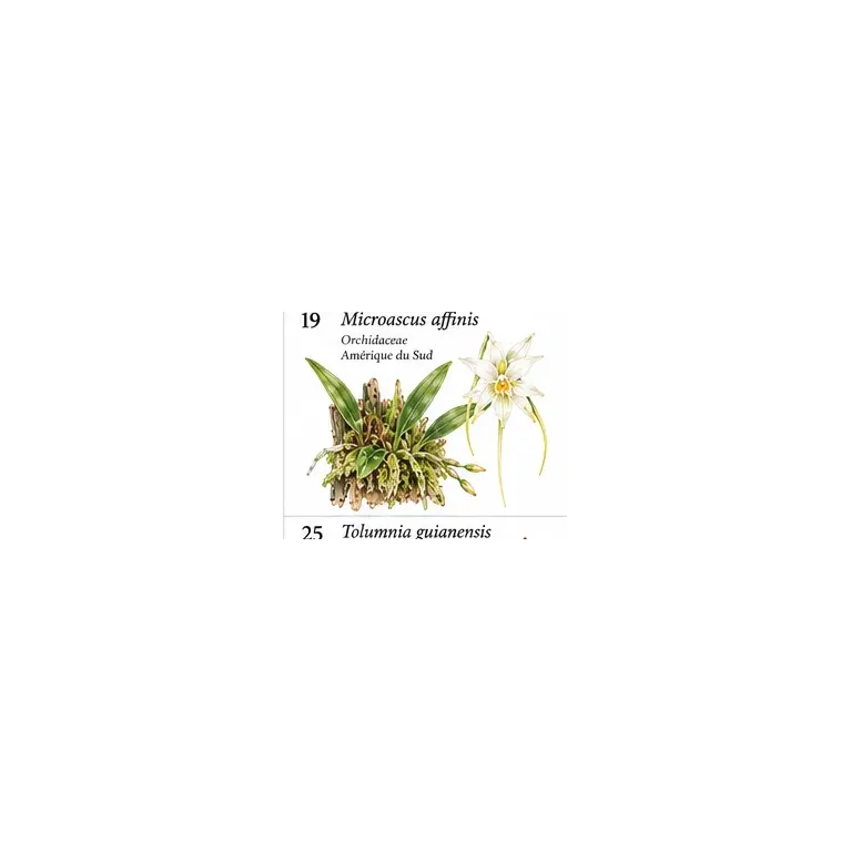 Microascus affinis – Orchidée botanique miniature