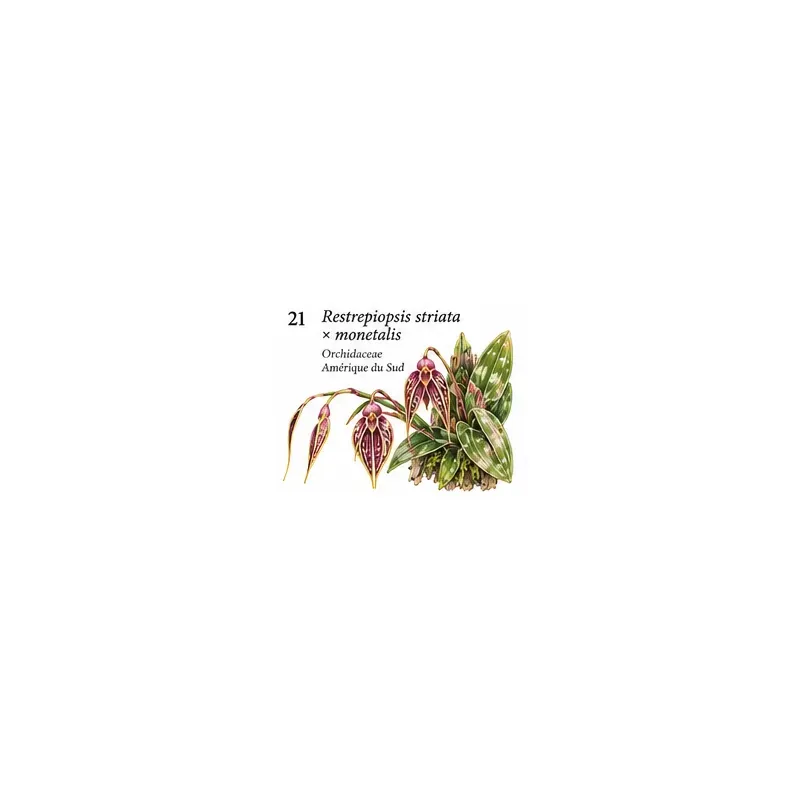 Restrepiopsis striata × monetalis – Orchidée miniature
