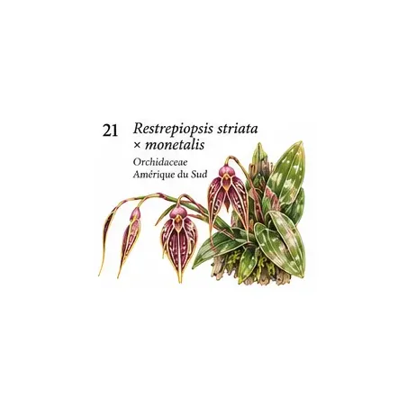 Restrepiopsis striata × monetalis – Orchidée miniature