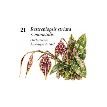 Restrepiopsis striata × monetalis – Orchidée miniature