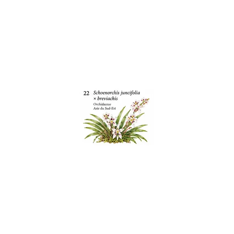 Schoenorchis juncifolia × breviachis – Orchidée miniature