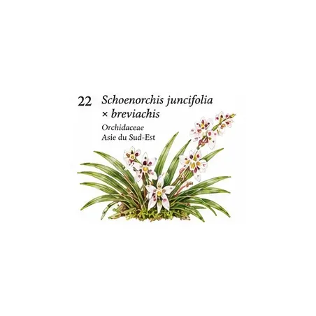 Schoenorchis juncifolia × breviachis – Orchidée miniature