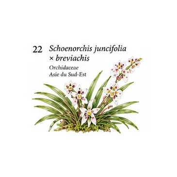 Schoenorchis juncifolia × breviachis – Orchidée miniature
