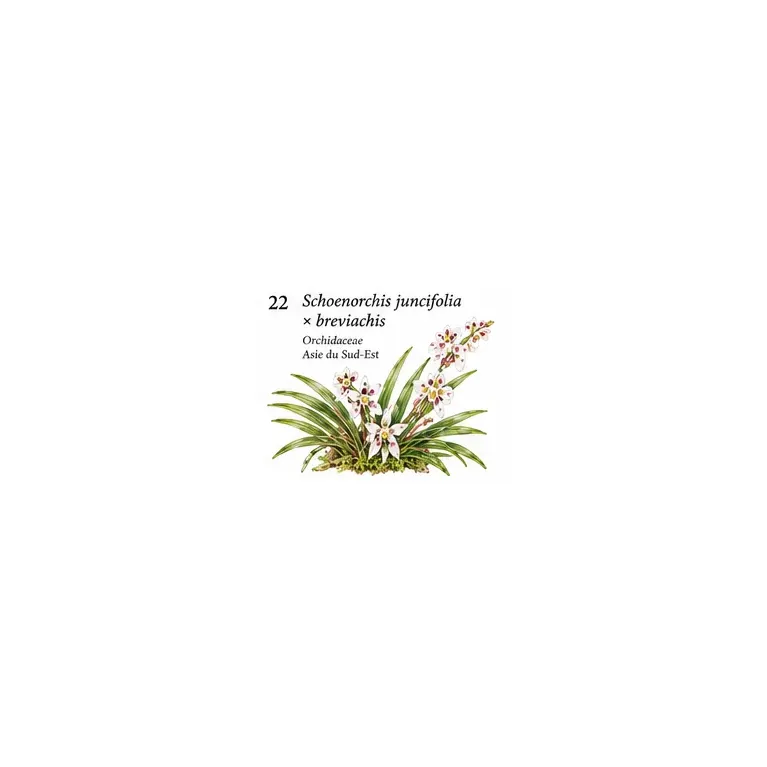 Schoenorchis juncifolia × breviachis – Orchidée miniature